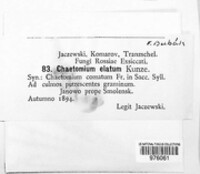 Chaetomium elatum image